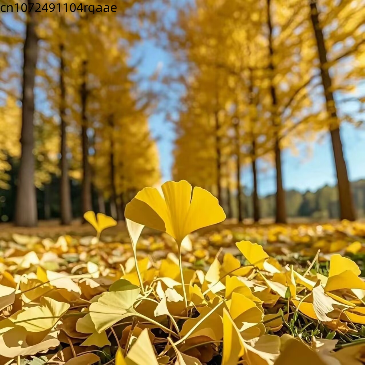 Folhas Secas de Ginkgo Biloba  - Home Decor Rattan avaliação e preço