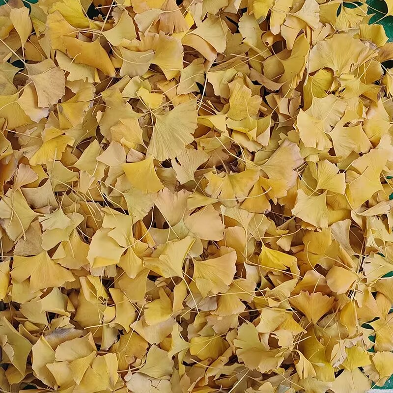 Folhas Secas de Ginkgo Biloba  - Home Decor Rattan avaliação e preço