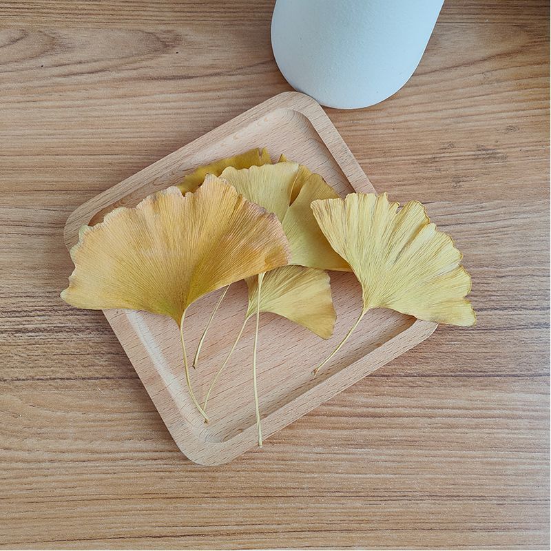 Folhas Secas de Ginkgo Biloba  - Home Decor Rattan avaliação e preço